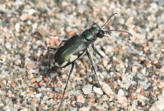 Cicindela scutellaris lecontei