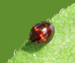 Chilocorus bipustulatus