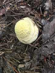 Leucocoprinus birnbaumii