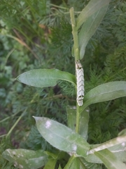 Melanchra persicariae