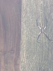 Argiope aurantia