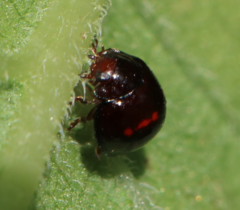 Chilocorus bipustulatus