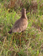 Vanellus senegallus lateralis