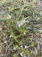 Euphrasia officinalis