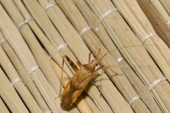Phytocoris varipes