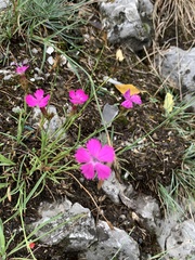 Dianthus