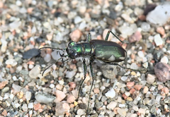 Cicindela scutellaris lecontei