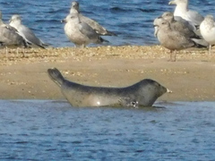 Phoca vitulina vitulina