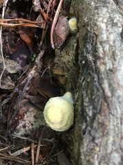 Leucocoprinus birnbaumii