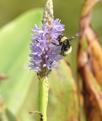 Bombus pensylvanicus