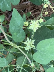 Passiflora lutea