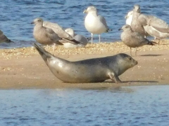 Phoca vitulina vitulina