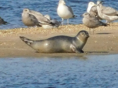 Phoca vitulina vitulina