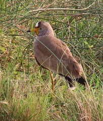Vanellus senegallus lateralis