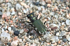 Cicindela scutellaris lecontei