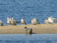 Phoca vitulina vitulina