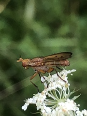 Tetanocera plebeja
