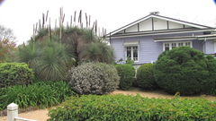 Xanthorrhoea glauca