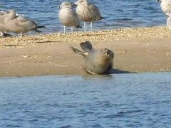 Phoca vitulina vitulina