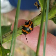 Labidomera clivicollis