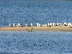 Phoca vitulina vitulina