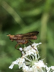 Tetanocera plebeja