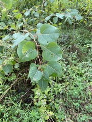 Populus tremuloides
