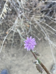 Stephanomeria diegensis