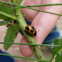 Labidomera clivicollis