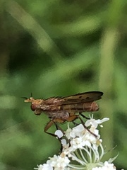 Tetanocera plebeja