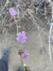 Stephanomeria diegensis