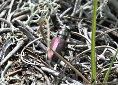 Cicindela scutellaris lecontei