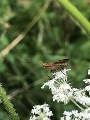 Tetanocera plebeja