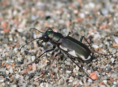 Cicindela scutellaris lecontei