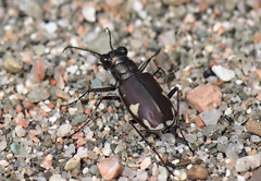 Cicindela scutellaris lecontei