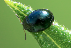 Plagiodera versicolora