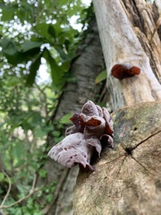 Auricularia