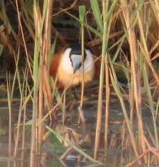 Actophilornis africanus