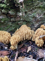 Ramaria stricta