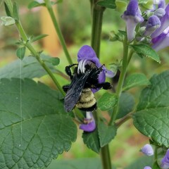 Bombus pensylvanicus
