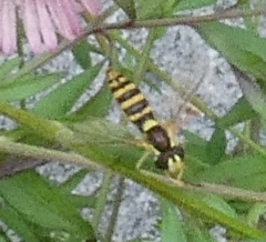 Sphaerophoria scripta