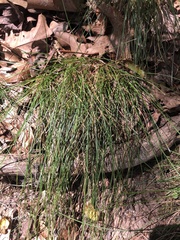 Juncus coriaceus