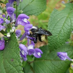 Bombus pensylvanicus