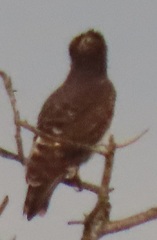 Circaetus pectoralis