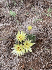 Hamatocactus setispinus