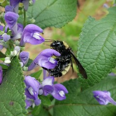 Bombus pensylvanicus