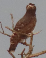 Circaetus pectoralis