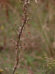 Drimia elata