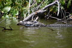 Melanosuchus niger