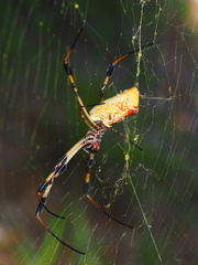 Trichonephila clavipes
